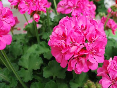 Ball Horticultural: Double-Take Geranium Pink-with-Eye 