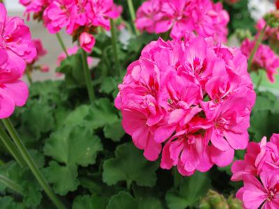 Double-Take Geranium Pink-with-Eye 