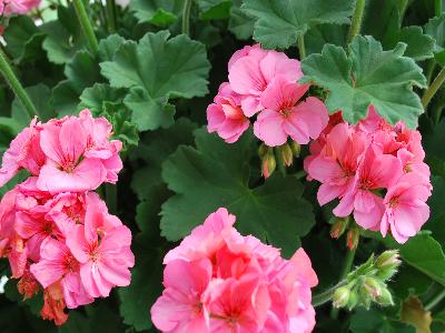 Double-Take Geranium Pink 