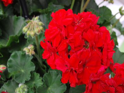 Double-Take Geranium Red 