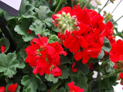 Double-Take Geranium Scarlet 