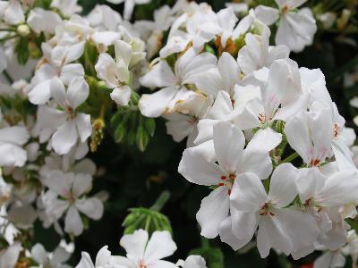 Double-Take Geranium White 