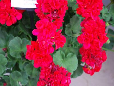 Dynamo Geranium Dark-Red 