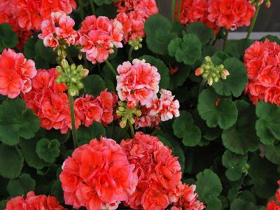 Ball Horticultural: Dynamo Geranium Dark-Salmon 