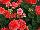 Dynamo Geranium Dark-Salmon 