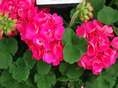 Ball Horticultural: Dynamo Geranium Hot-Pink 