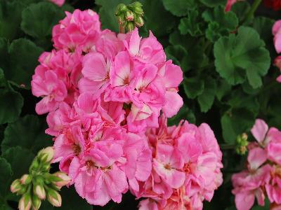 Ball Horticultural: Dynamo Geranium Light-Pink 