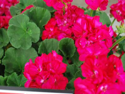 Ball Horticultural: Dynamo Geranium Purple 