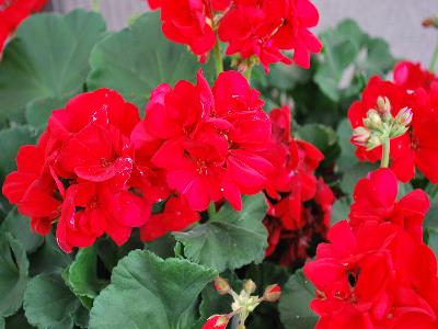 Ball Horticultural: Dynamo Geranium Red 