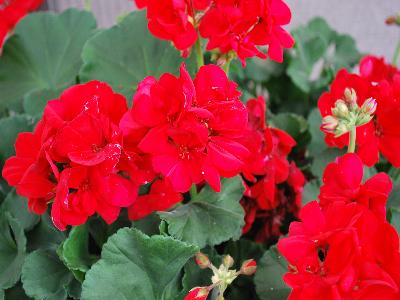 Dynamo Geranium Red 