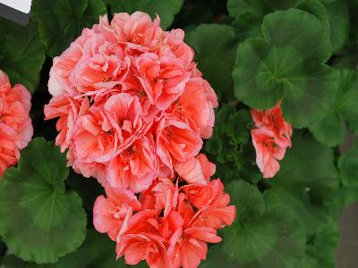 Ball Horticultural: Dynamo Geranium Salmon 