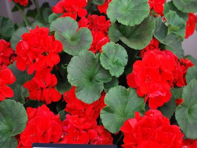 Dynamo Geranium Scarlet 