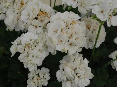 Ball Horticultural: Dynamo Geranium White 
