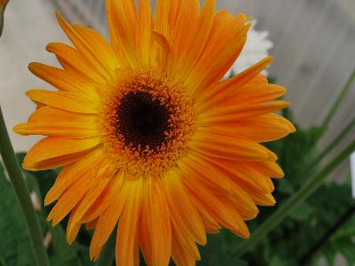 Funtastic Gerbera Golden-Eye 