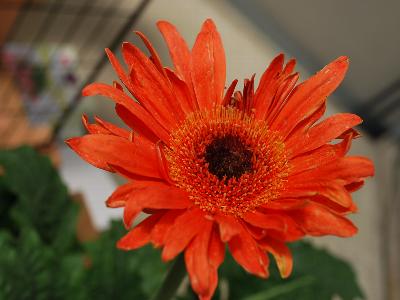 Ball Horticultural: Funtastic Gerbera Tangerine-Eye 
