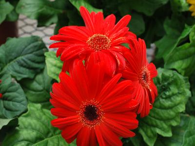 Gilroy Young Plants: Revolution Gerbera Scarlet-Red-With-Dark-Eye 