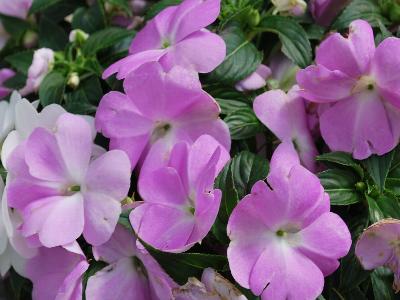 Divine Impatiens Blue-Pearl 