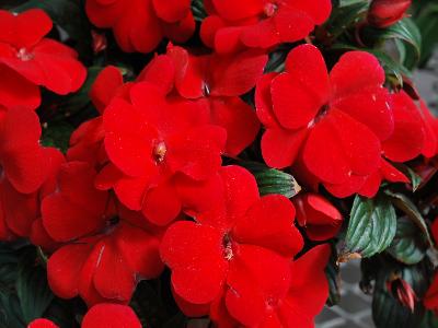 Divine Impatiens Scarlet-Bronze-Leaf 