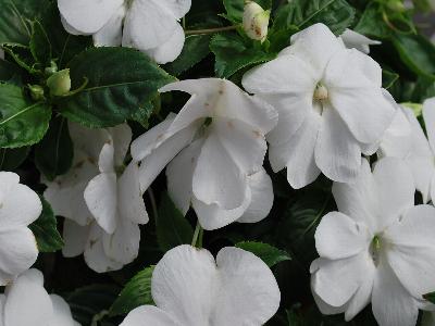 Ball Horticultural: Divine Impatiens White-Blush 
