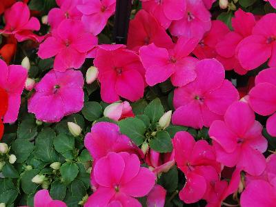 Ball Horticultural: Impreza Impatiens Rose 