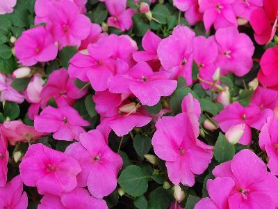 Super-Elfin-XP Impatiens Rose 