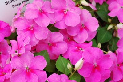 Super Elfin XP Impatiens Deep Pink IPD 