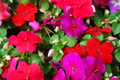 Super Elfin XP Impatiens Hot Mix IPD 