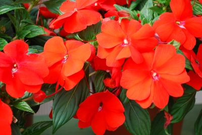 Divine Impatiens, New Guinea Orange 