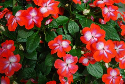 Patchwork Impatiens Cosmic Orange 