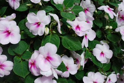 Patchwork Impatiens Pink Ice 