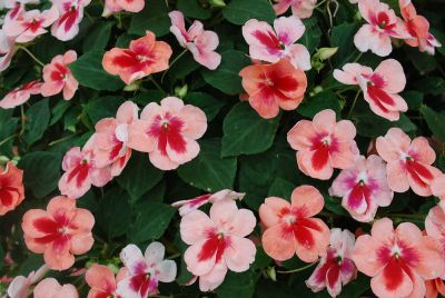 Patchwork Impatiens Pink Prism 