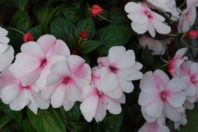 Divine Impatiens, New Guinea Pink Pearl 