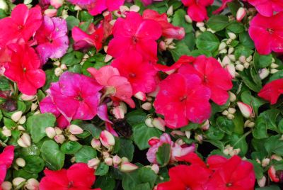 Impreza Impatiens Punch 