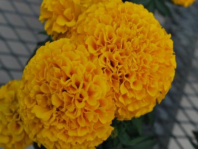 Taishan Marigold Gold 
