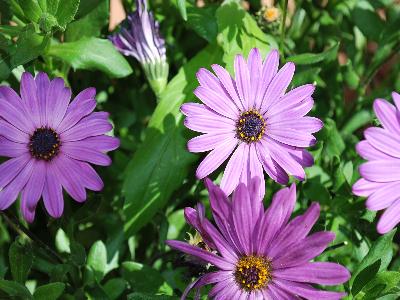 Zion Osteospermum Blue 