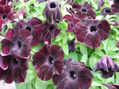 Jackson & Perkins Inc.: Petunia Black-Magic 