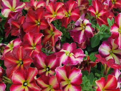 Cha-ching Petunia Cherry 