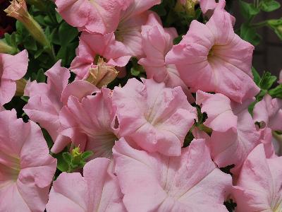 Ball Horticultural: Dreams Petunia Appleblossom 