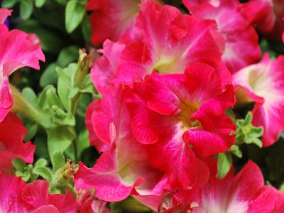 Dreams Petunia Coral-Morn 