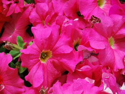 Ball Horticultural: Dreams Petunia Pink 