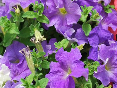 Ball Horticultural: Dreams Petunia Sky-Blue 