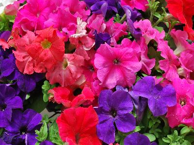 Ball Horticultural: EZ-Rider Petunia Mix 