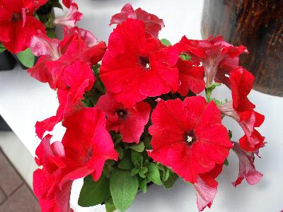 EZ-Rider Petunia Red 