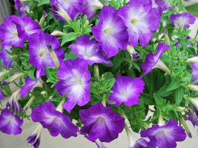 Ball Horticultural: Flash Mob Petunia Bluerific 