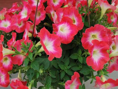 Flash Mob Petunia Redtastic 