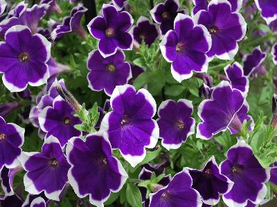  Petunia Rhythm-and-Blues 