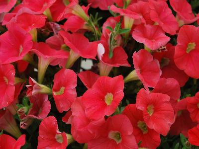 Shock-Wave Petunia Coral-Crush 