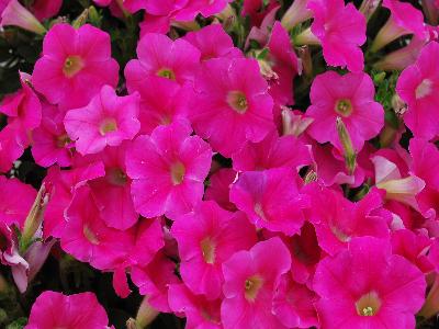 Shock-Wave Petunia Rose 