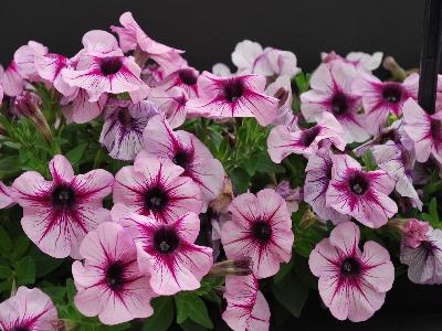 Sun-Spun Petunia Lavender-Star 