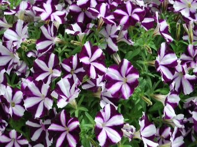 Sun-Spun Petunia Purple-Star 